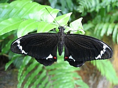 108 Kuranda Butterfly Sanctuary